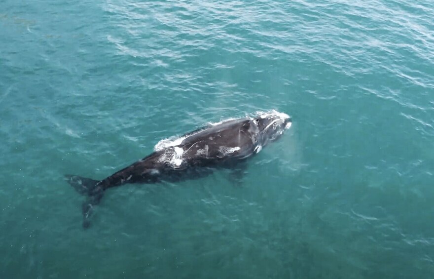 Picture 2 for Activity La Ventana: PRIVATE Ocean Safari in La Ventana BCS