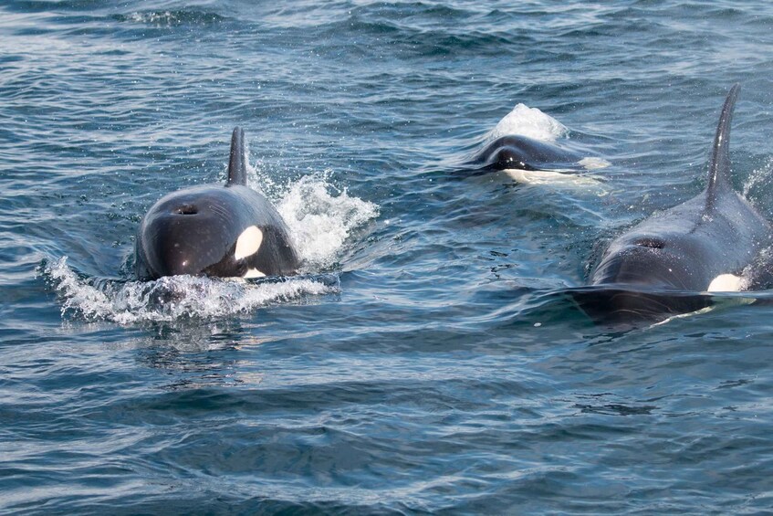 Ocean Safari in La Ventana BCS