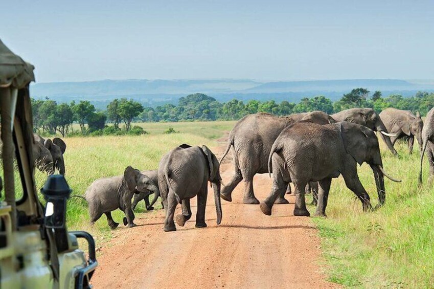 12 Days Budget Nothern Circuit Safari and Zanzibar Holiday