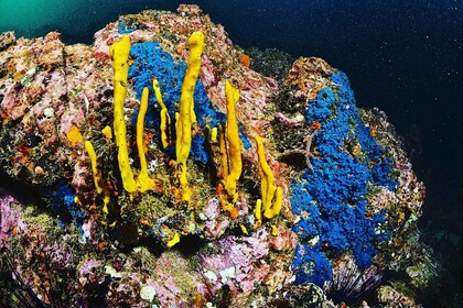 Zihuatanejo: Moonlit Dive at Las Gatas