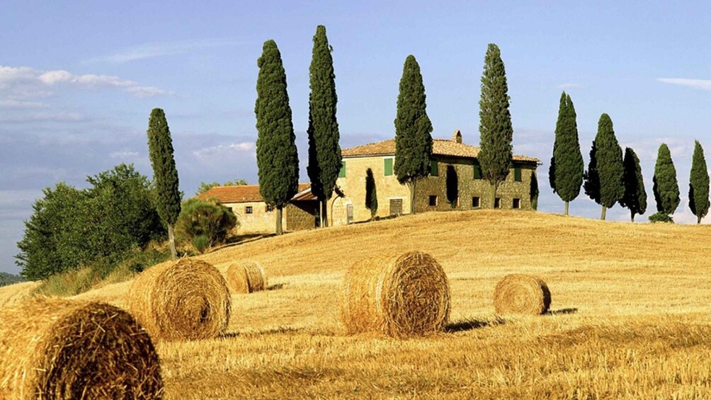 Picture 1 for Activity Truffle Hunting, Cooking Class & Truffle Lunch in Tuscany