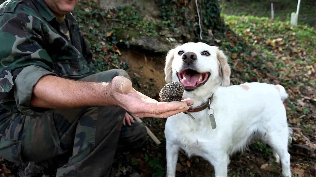 Picture 5 for Activity Truffle Hunting, Cooking Class & Truffle Lunch in Tuscany