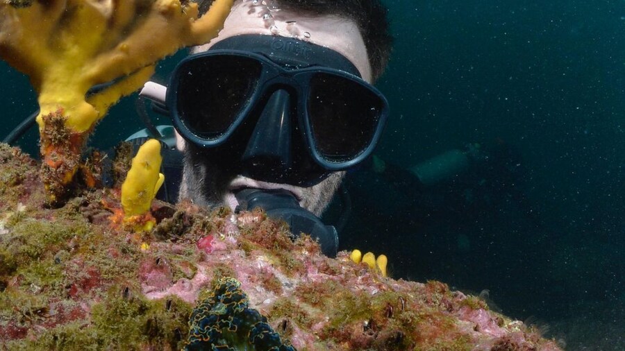 Ixtapa: Nighttime Underwater Exploration at Piedra Solitaria