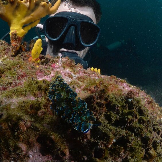 Ixtapa: Nighttime Underwater Exploration at Piedra Solitaria