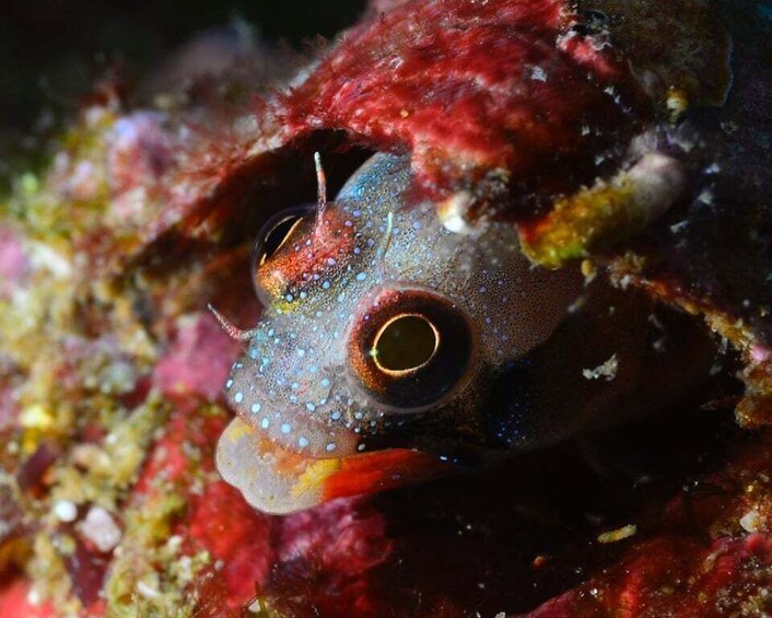 Picture 1 for Activity Ixtapa: Nighttime Underwater Exploration at Piedra Solitaria