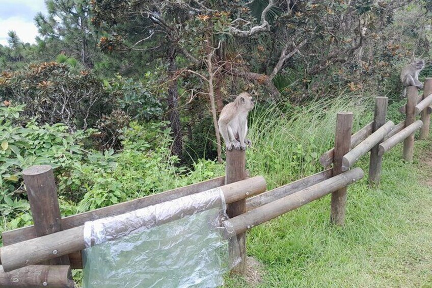 Meeting Mauritian Macaque Monkey