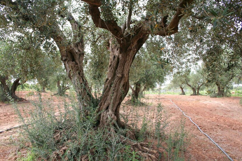 Picture 5 for Activity Tasting of sicilian olive oils and specialties