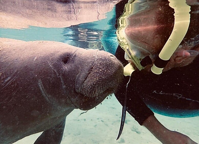 Picture 2 for Activity Manatee Snorkel Tour from American Pro Diving Center