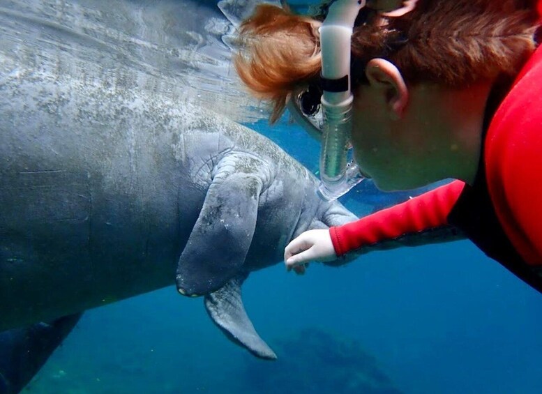 Manatee Snorkel Tour from American Pro Diving Center