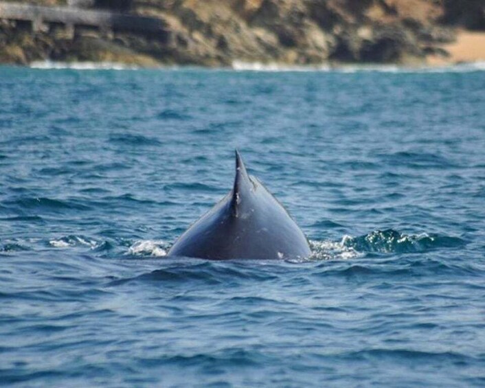 Picture 2 for Activity Zihuatanejo: Marine Life Observation Tour