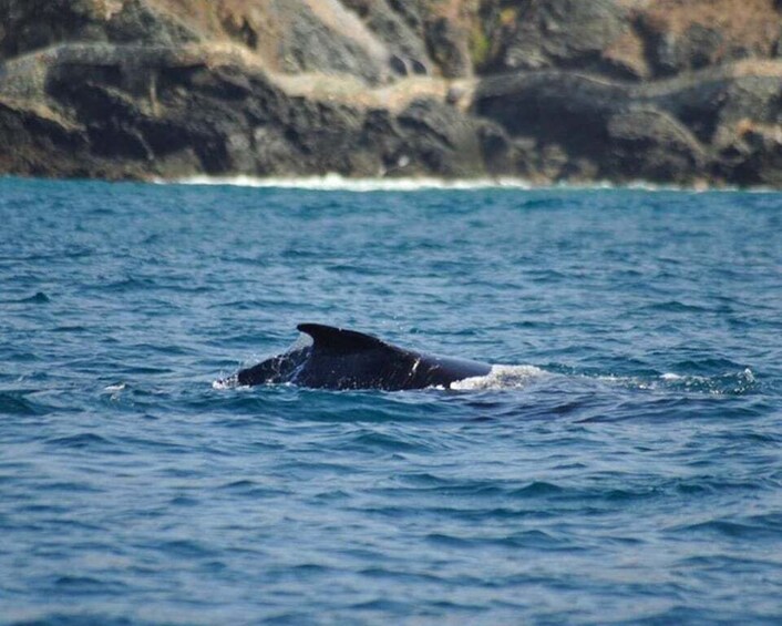 Picture 1 for Activity Zihuatanejo: Marine Life Observation Tour