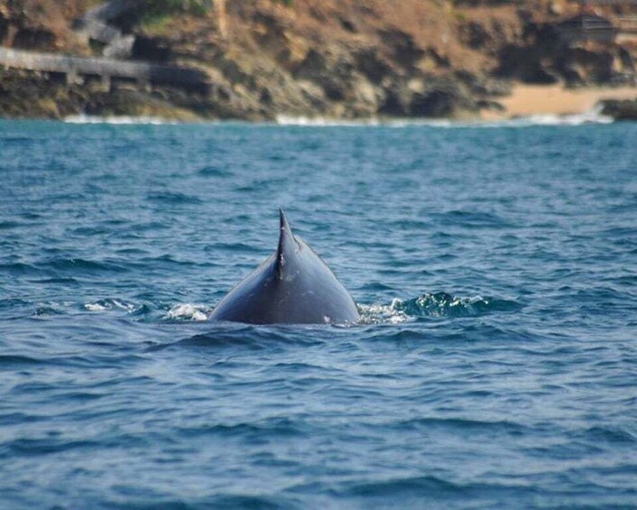 Picture 2 for Activity Zihuatanejo: Marine Life Observation Tour