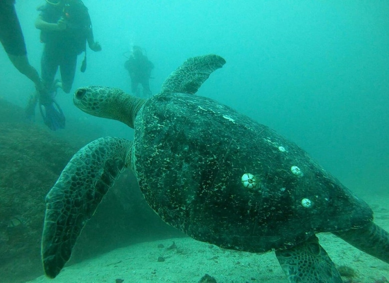 Picture 3 for Activity Zihuatanejo: Marine Life Observation Tour