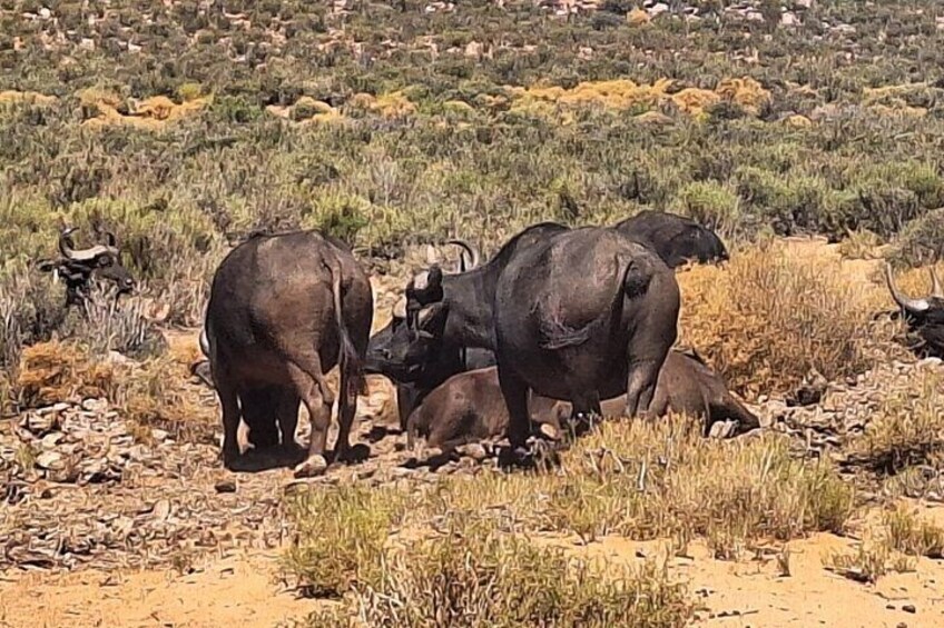 Full Day Private Tour of the Aquila Game Reserve in Cape Town