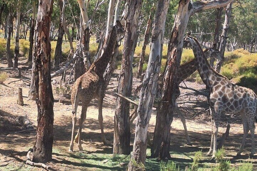 Full Day Private Tour of the Aquila Game Reserve in Cape Town