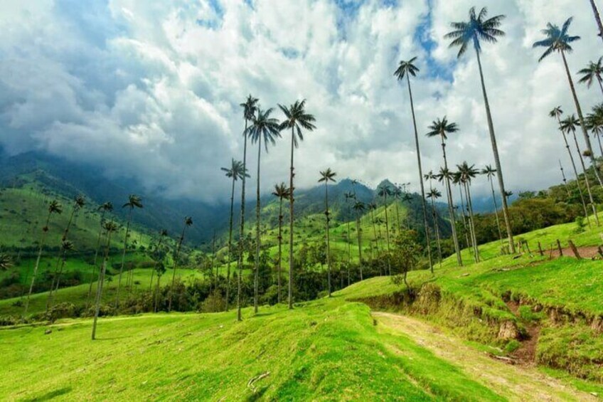 Private Tour in Cocora Valley plus Horseback Riding