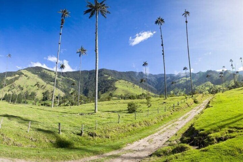 Private Tour in Cocora Valley plus Horseback Riding