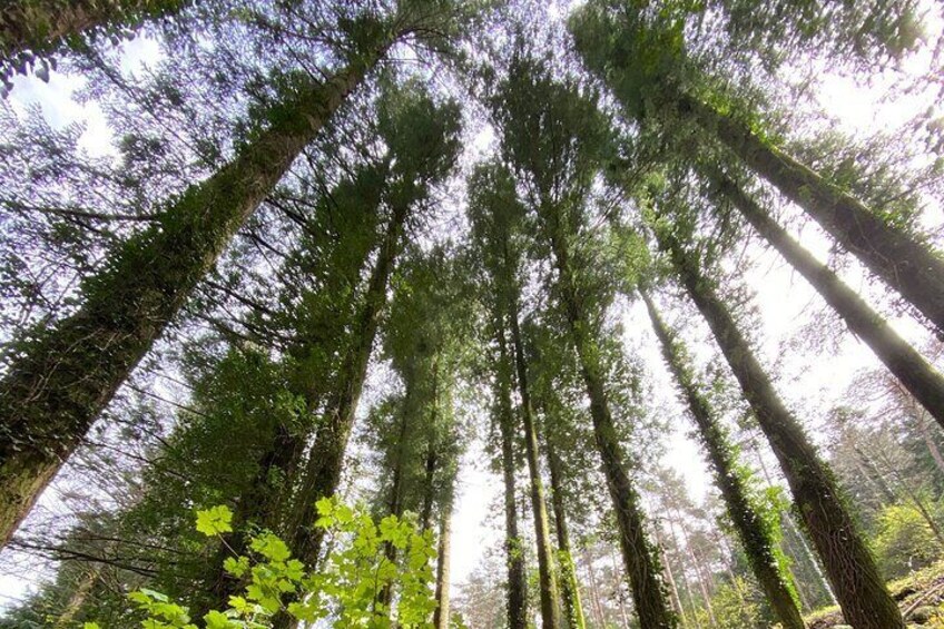 Porto: Serra do Marão Trail with Adventure and Picnic