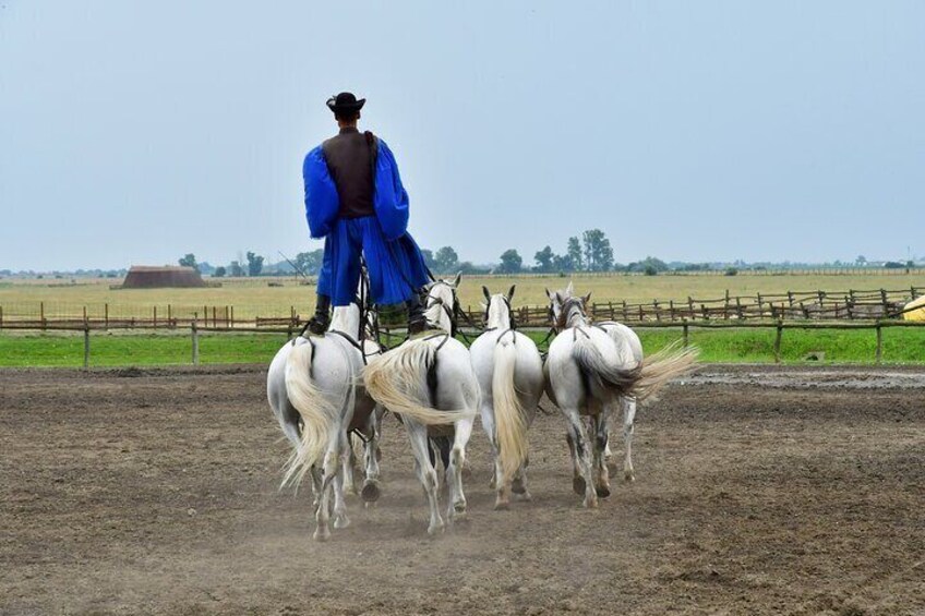 Sissy Palace Tour with optional Hungarian Horse Show and Lunch