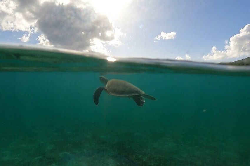 Snorkeling with sea turtles at Maho Bay during twilight.
