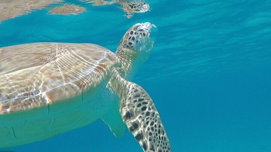 3 Hour Kayak and Snorkel with Turtles