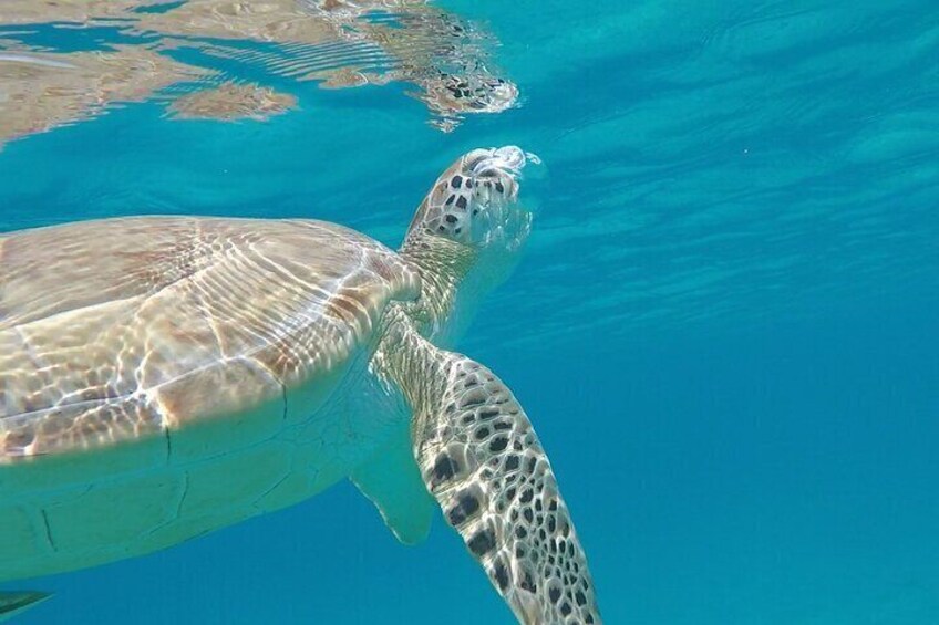 3 Hour Kayak and Snorkel with Turtles