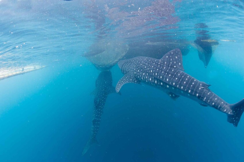 Picture 9 for Activity Whale Shark Snorkeling in La Paz, BCS.