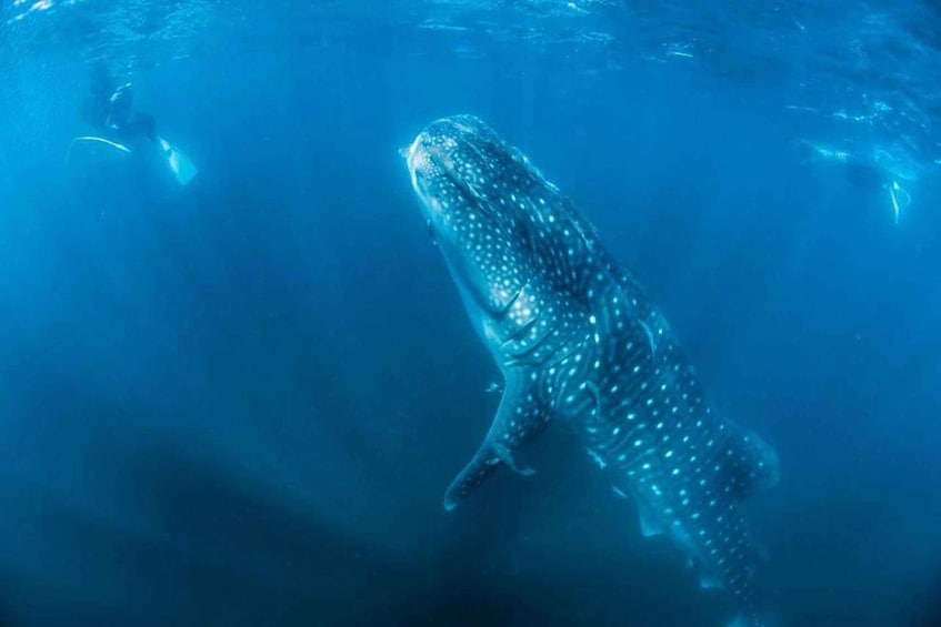 Picture 4 for Activity Whale Shark Snorkeling in La Paz, BCS.