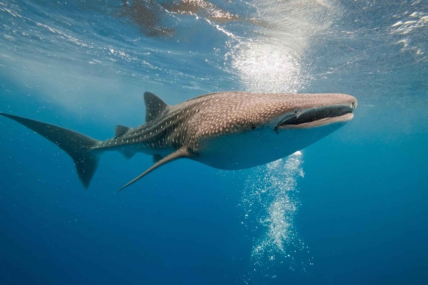 Whale Shark Snorkeling in La Paz, BCS.