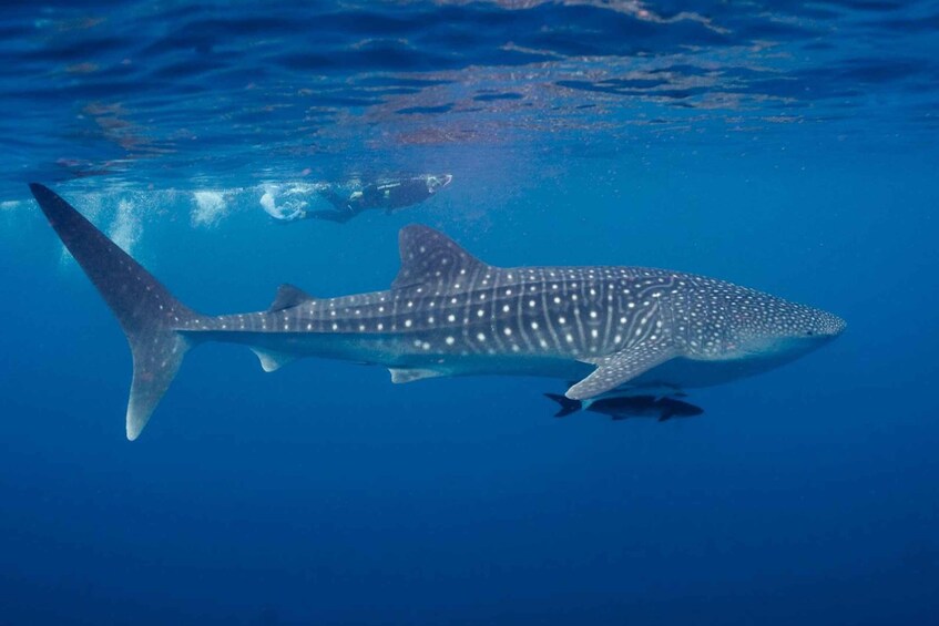 Picture 3 for Activity Whale Shark Snorkeling in La Paz, BCS.