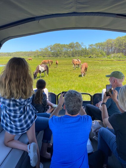 Picture 2 for Activity From Chincoteague: Pony and Wildlife Boat Tour