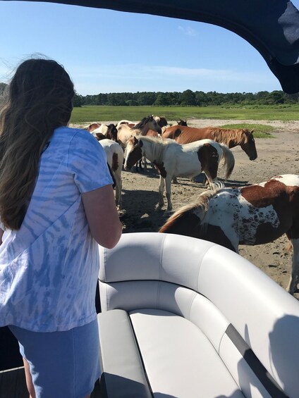 Picture 14 for Activity From Chincoteague: Pony and Wildlife Boat Tour