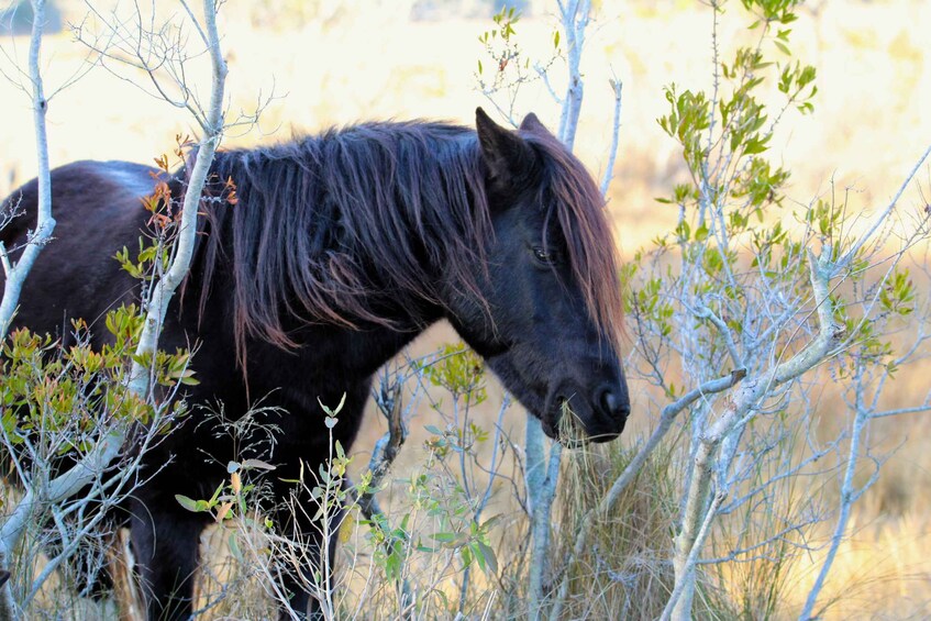 Picture 14 for Activity From Chincoteague: Pony and Wildlife Boat Tour