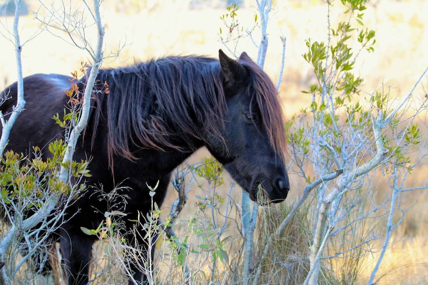 Picture 14 for Activity From Chincoteague: Pony and Wildlife Boat Tour