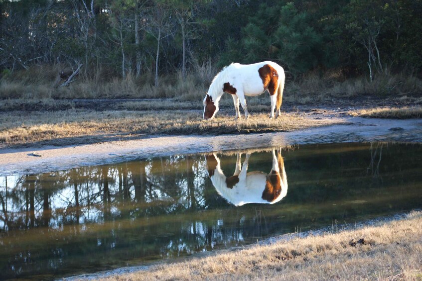 Picture 31 for Activity From Chincoteague: Pony and Wildlife Boat Tour