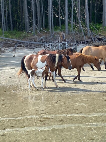 Picture 12 for Activity From Chincoteague: Pony and Wildlife Boat Tour