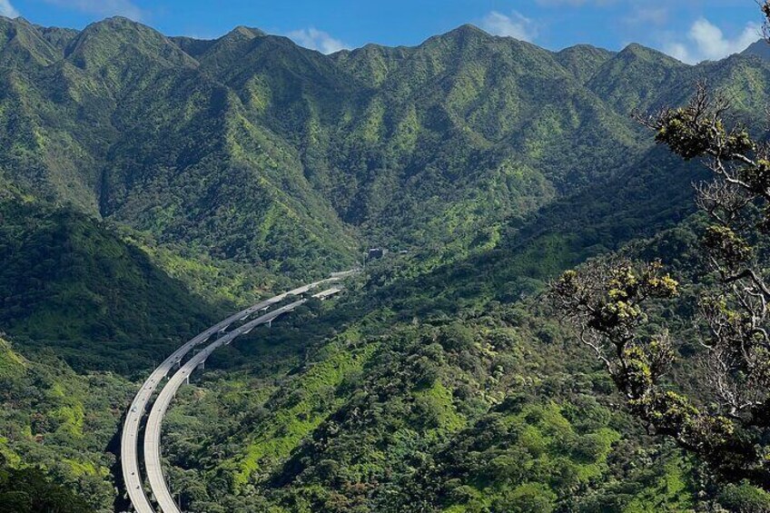 Private Tours Oahu featuring Manoa Falls Hike