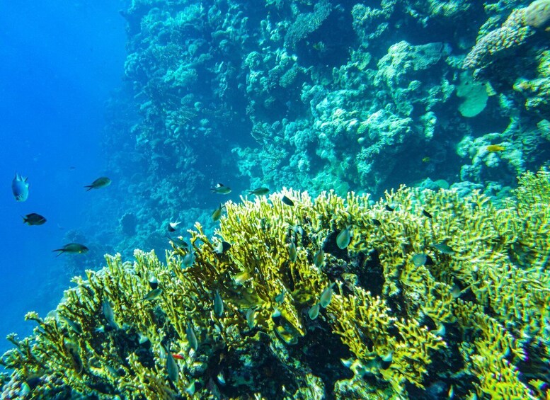 Picture 4 for Activity La Paz: Coral Farm Snorkel Tour