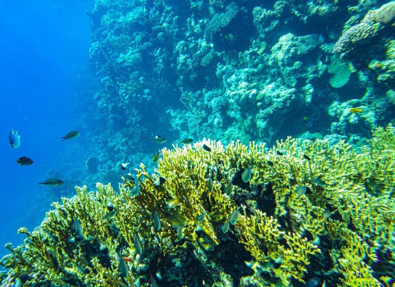 Picture 4 for Activity La Paz: Coral Farm Snorkel Tour