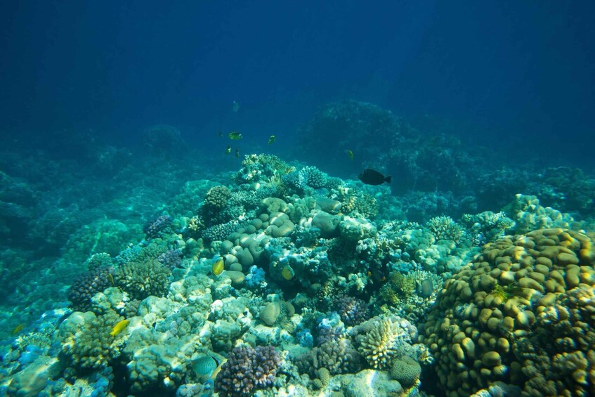 Picture 1 for Activity La Paz: Coral Farm Snorkel Tour