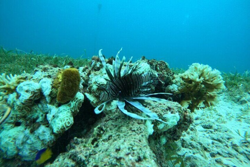 Boca Catalina Sunset Turtle Snorkel Adventure Aruba 