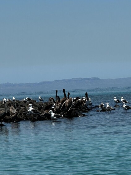 Picture 9 for Activity La Paz: Sport fishing