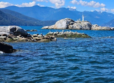 Vancouver: Snorkel, Kayak, and Seal Adventure Boat Tour