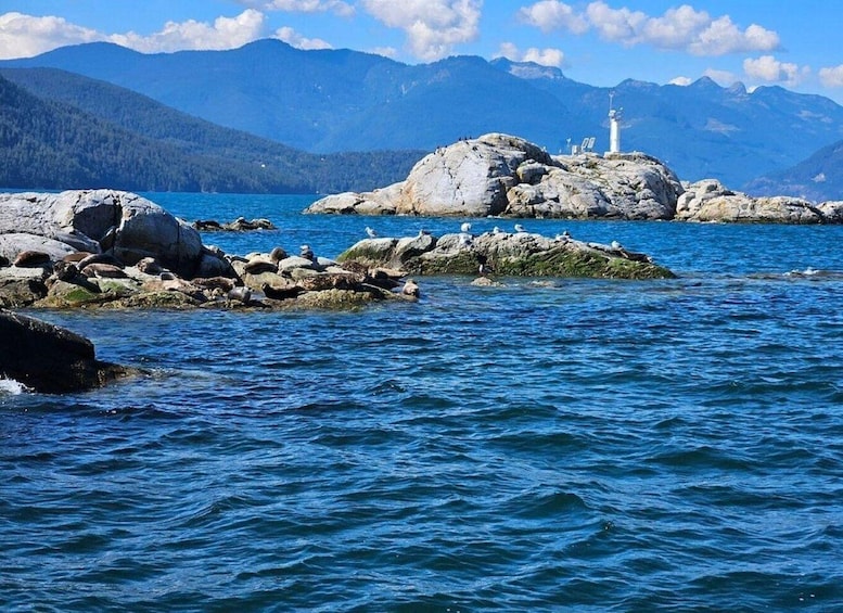 Vancouver: Snorkel, Kayak, and Seal Adventure Boat Tour