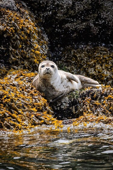 Picture 7 for Activity Vancouver: Snorkel, Kayak, and Seal Adventure Boat Tour