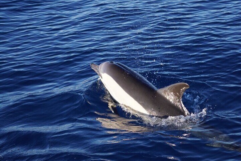 Whale & Dolphin Observation on Electric Sailing Boat in Denia