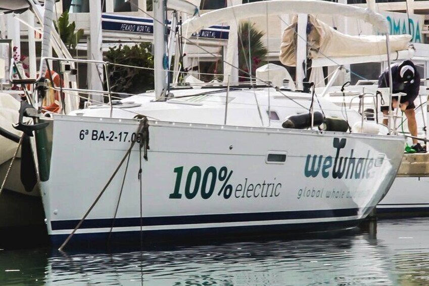 Whale & Dolphin Observation on Electric Sailing Boat in Denia