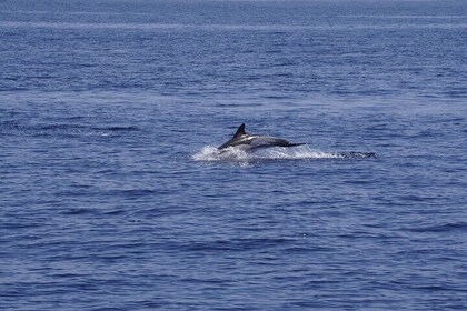 Whale & Dolphin Observation on Electric Sailing Boat in Denia