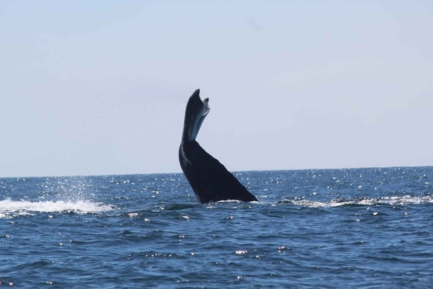 Picture 2 for Activity Zihuatanejo: Whale Encounter Experience