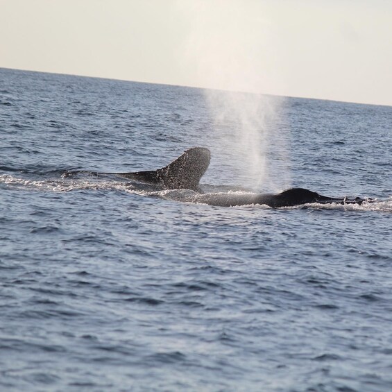 Picture 3 for Activity Zihuatanejo: Whale Encounter Experience